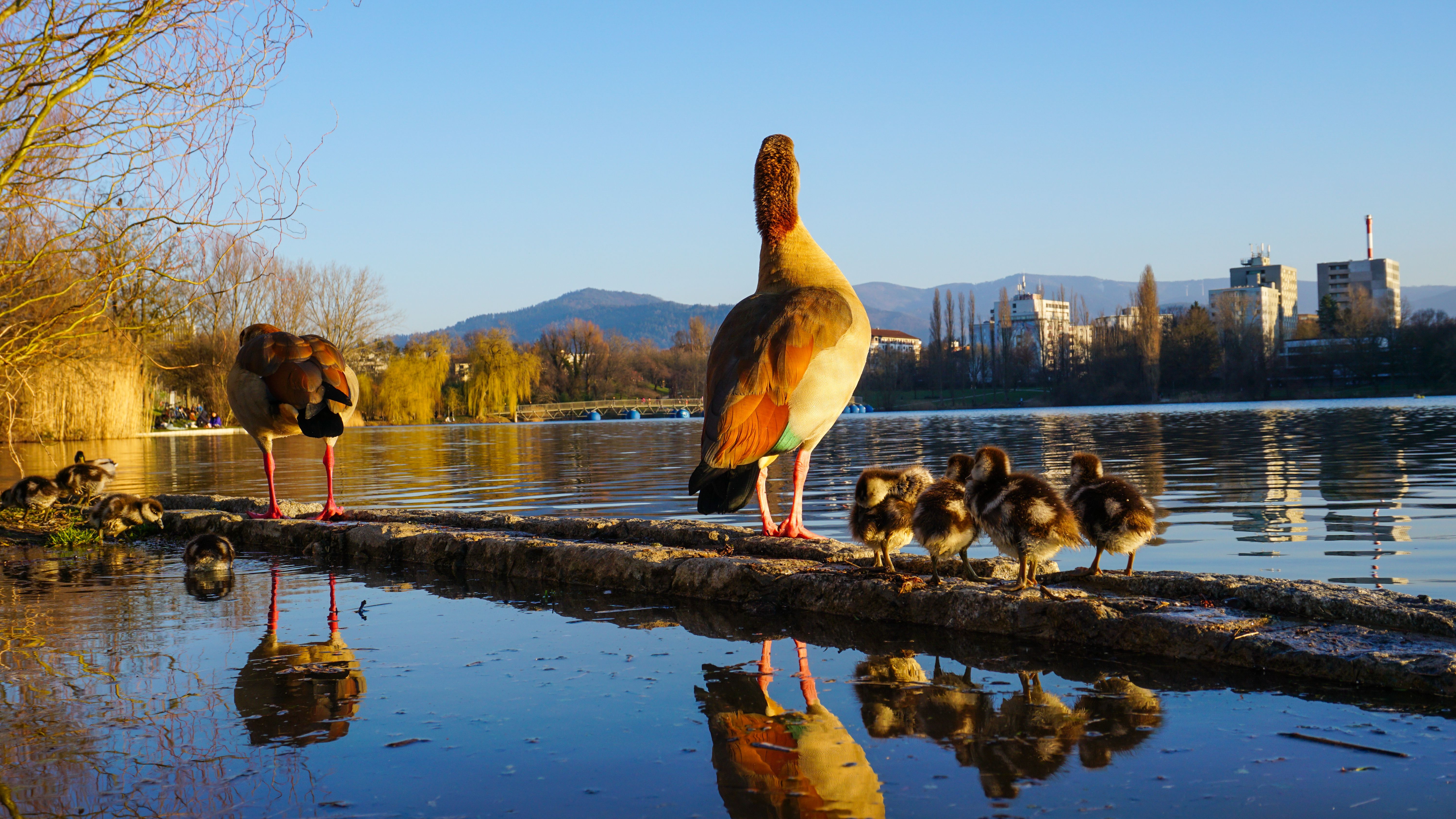 Ente mit Kücken am See im Frühlingslicht — Tierfotografie von KLIMOTION studio