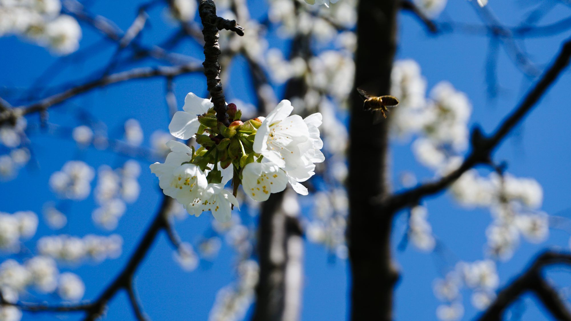 Zarte Blüten im Frühlingslicht — Naturfotografie von KLIMOTION studio